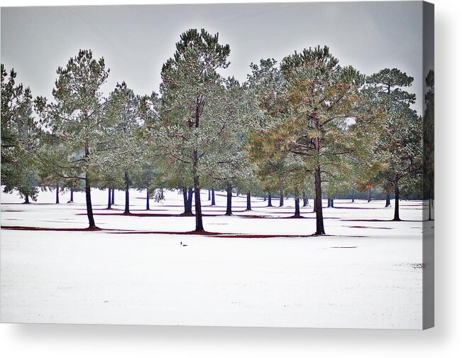 Winter Acrylic Print featuring the photograph Pines and Snow by Linda Brown