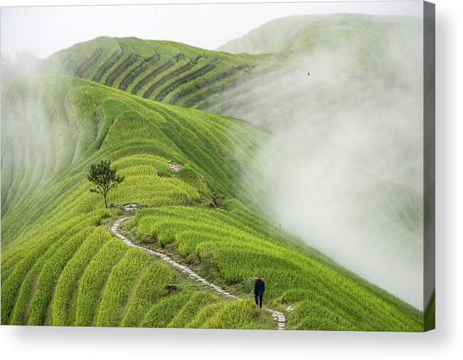 China Acrylic Print featuring the photograph Ping'an Rice Terraces by Miha Pavlin