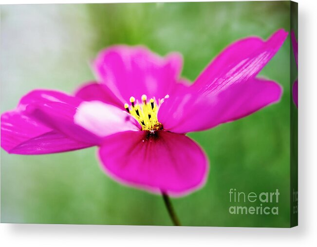 Pink Acrylic Print featuring the photograph Pink Aster Flower by Nick Biemans