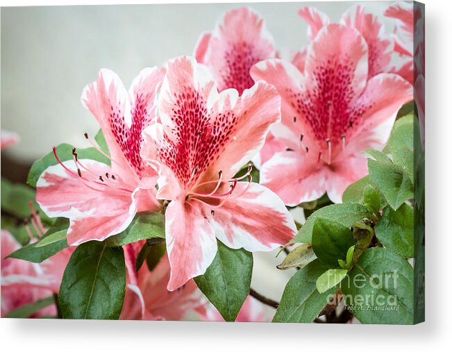 Flowers Acrylic Print featuring the photograph Pink Azaleas by Todd Blanchard
