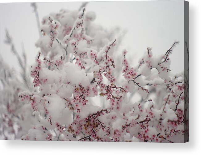 Pink Acrylic Print featuring the photograph Pink Spring Blossoms In the Snow by Suzanne Powers