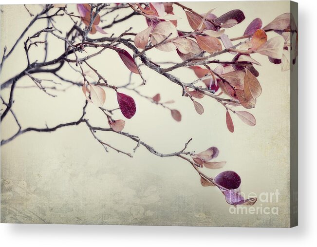 Leaves Acrylic Print featuring the photograph Pink Blueberry Leaves by Priska Wettstein