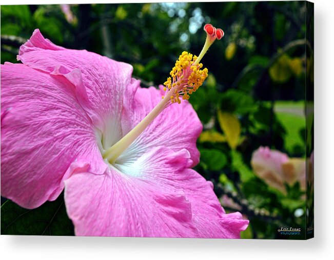 Chinese Hibiscus Acrylic Print featuring the photograph Pink Chinese Hibiscus Flower by Aloha Art