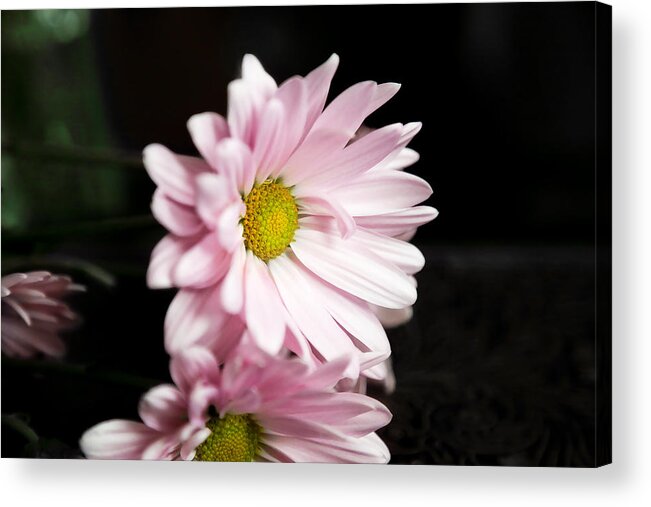 Chrysanthemum Acrylic Print featuring the photograph Pink Chrysanthemum by Milena Ilieva