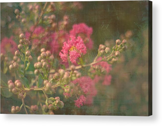 Pink Acrylic Print featuring the photograph Pink Crepe Myrtle by Suzanne Powers