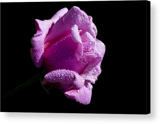 Rose Acrylic Print featuring the photograph Pink Delight by Doug Norkum
