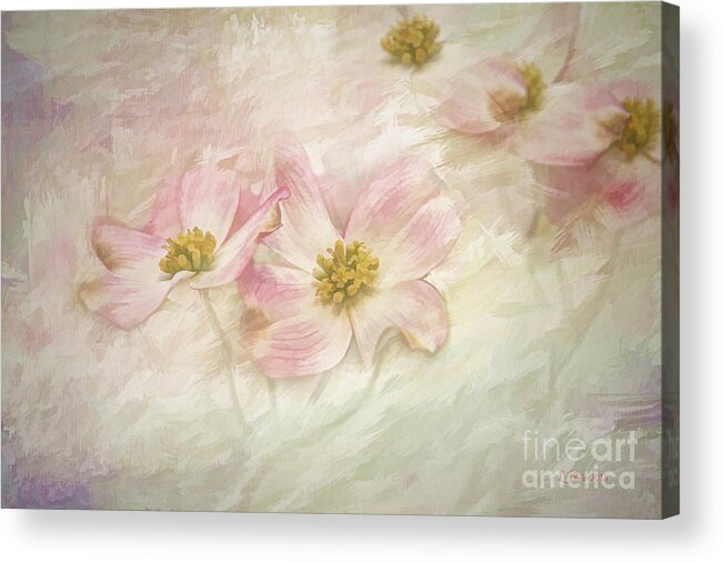 Pink Acrylic Print featuring the painting Pink Dogwood by Linda Blair