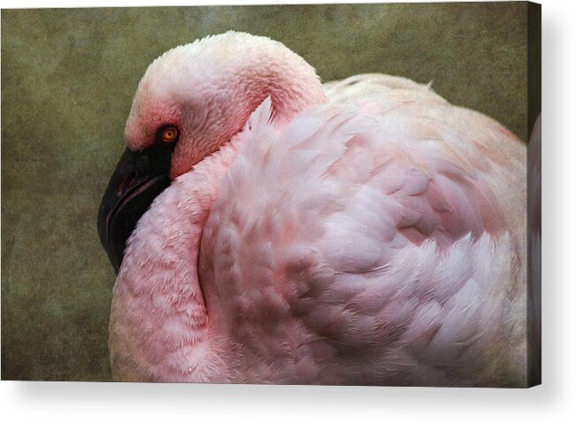 Flamingo Acrylic Print featuring the photograph Pink Flamingo 2 by Angie Vogel