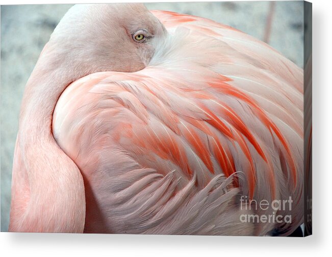 Pink Flamingo Ii Acrylic Print featuring the photograph Pink Flamingo II by Robert Meanor