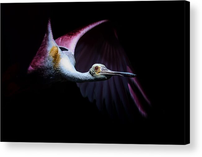 Crystal Yingling Acrylic Print featuring the photograph Pink Flight by Ghostwinds Photography