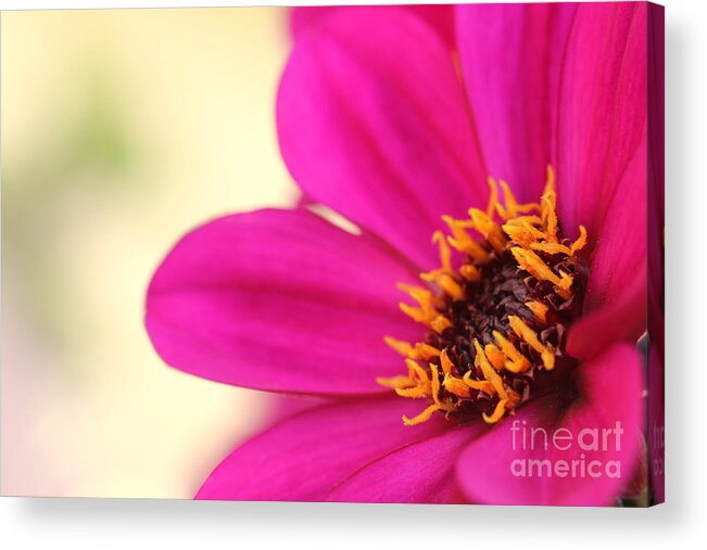Beautiful Acrylic Print featuring the photograph Pink Flower by Amanda Mohler