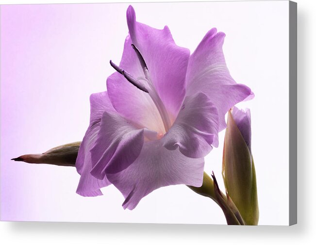 Gladiolus Acrylic Print featuring the photograph Pink Gladiola Portrait. by Terence Davis