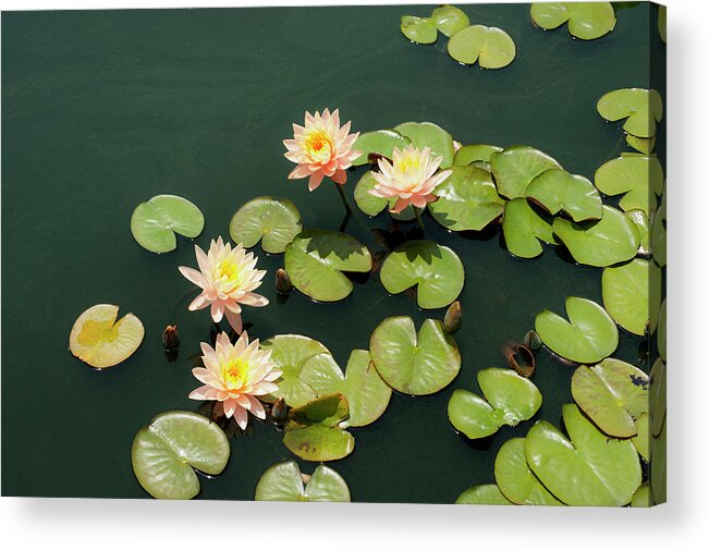 Tranquility Acrylic Print featuring the photograph Pink Grapefruit Water Lilies by David Mcglynn