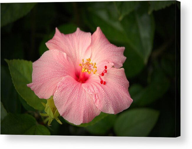 Hibiscus Acrylic Print featuring the photograph Pink Hibiscus by David Weeks