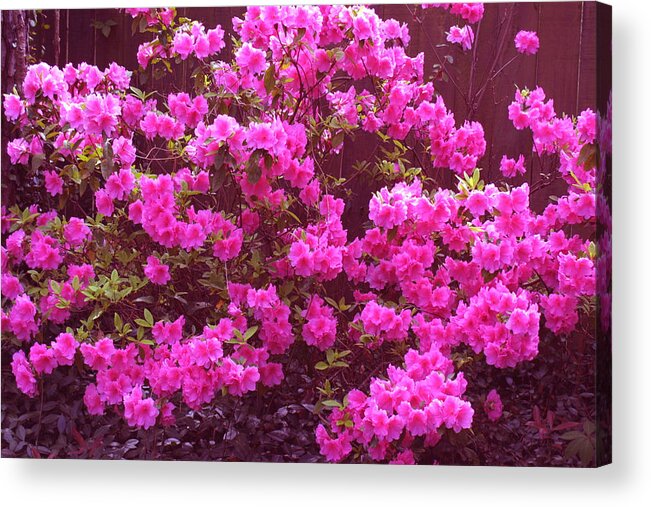 Digital Art Acrylic Print featuring the photograph Pink Lovelies by Jean Wolfrum
