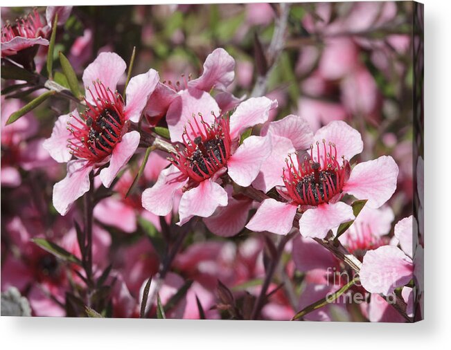 Pink Acrylic Print featuring the photograph Pink New Zeland Tea tree macro by Ken Brown