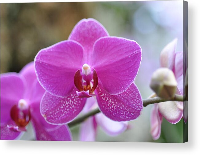 Flowers Acrylic Print featuring the photograph Pink orchid by Sue Morris