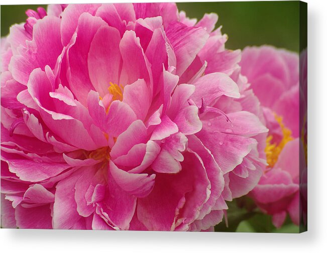 Pink Peony Acrylic Print featuring the photograph Pink Peony by Suzanne Powers