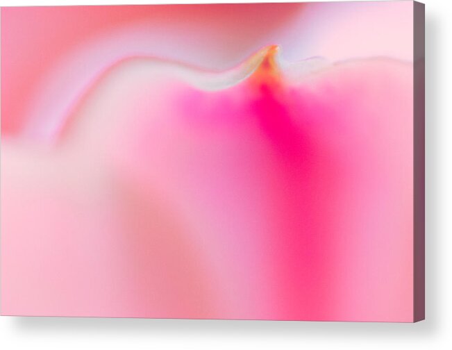 Nature Acrylic Print featuring the photograph Pink Petal by Joan Herwig