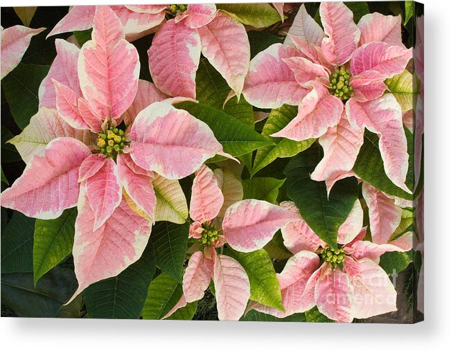 Poinsettia Acrylic Print featuring the photograph Pink Poinsettias Flowers by Chris Scroggins