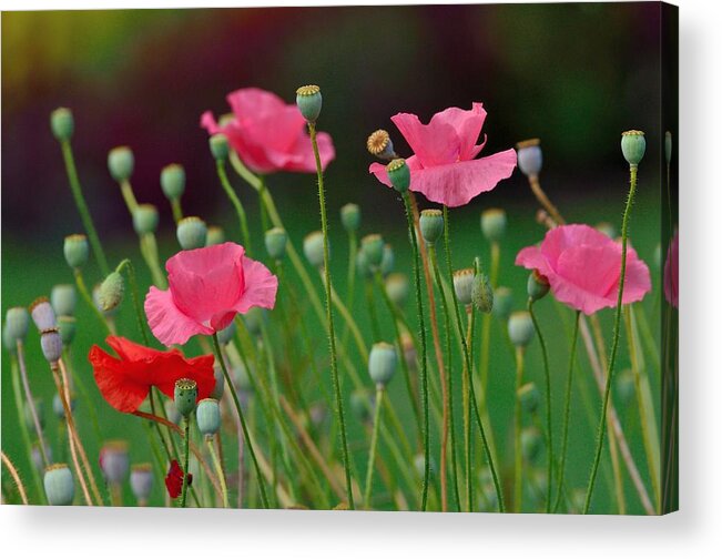 Poppy Acrylic Print featuring the photograph Pink Poppies by Kathy King