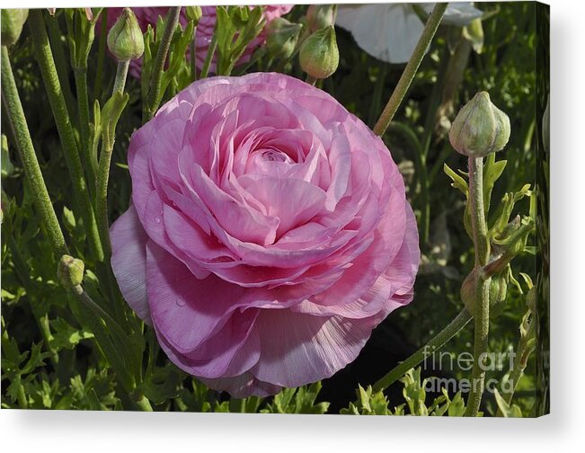 Pink Acrylic Print featuring the photograph Pink Ranunculus by Bridgette Gomes