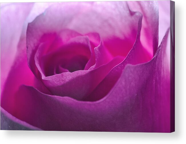 Flower Acrylic Print featuring the photograph Pink Rose by Jim Shackett