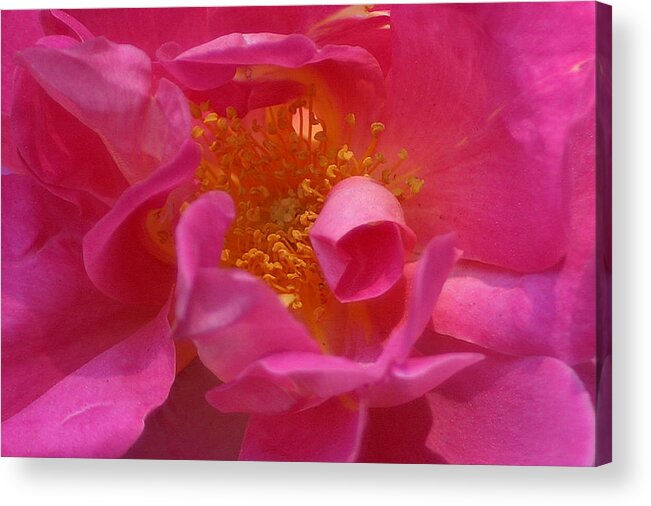 Flowers Acrylic Print featuring the photograph Pink Rose Series 111 by Jim Baker