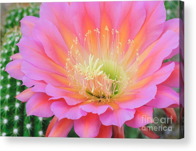 Cactus Bloom Acrylic Print featuring the photograph Pink Saucer by Tamara Becker