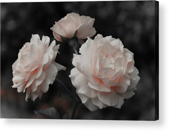 Flowers Acrylic Print featuring the photograph Pink Trio by Michelle Joseph-Long