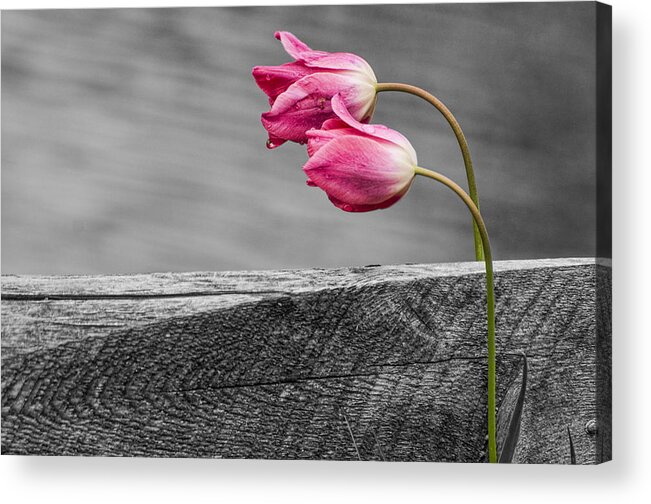 Tulips Acrylic Print featuring the photograph Pink Tulips by Cathy Kovarik