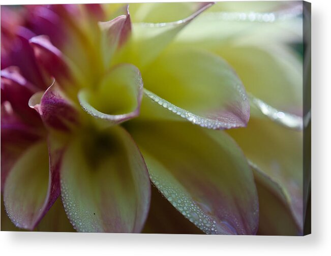 Dahlia Acrylic Print featuring the photograph Pink Water Dahlia by Kathy Paynter