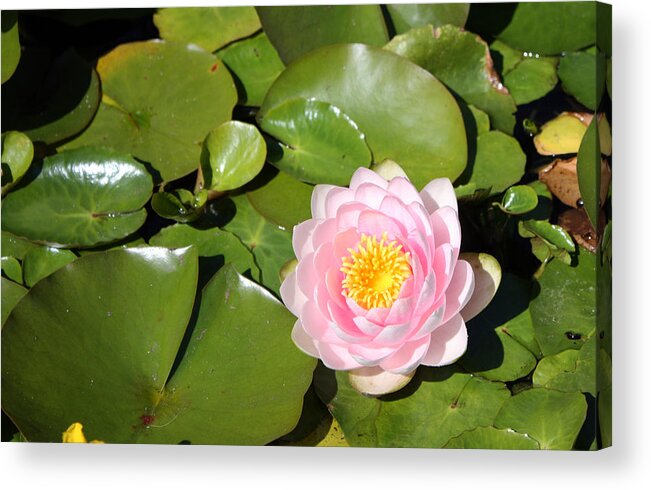 Flora Acrylic Print featuring the photograph Pink Waterlily by Gerry Bates