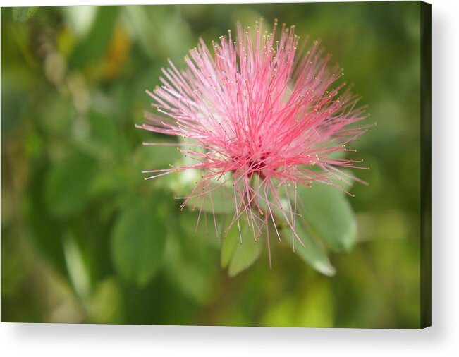 Pink Bottle Brush Acrylic Print featuring the photograph Pink Wisps by Laurie Perry