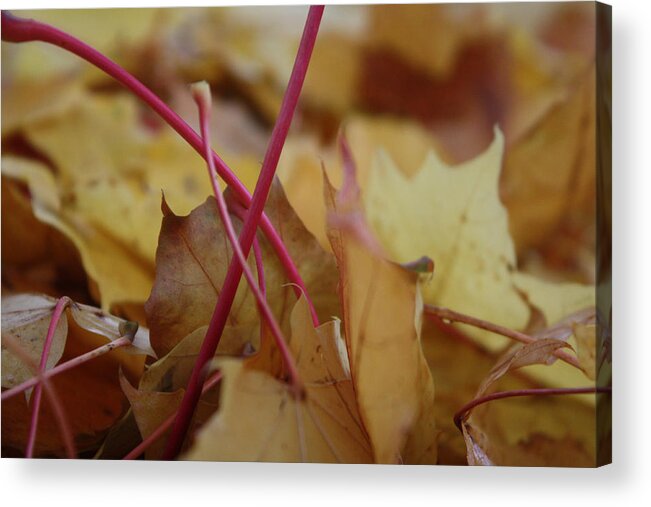Yellow Acrylic Print featuring the photograph Pink'n Yellow by Cathie Douglas