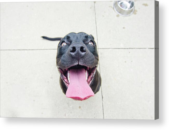 Pets Acrylic Print featuring the photograph Pit Bull Puppy Smiles Big by Jill Lehmann Photography