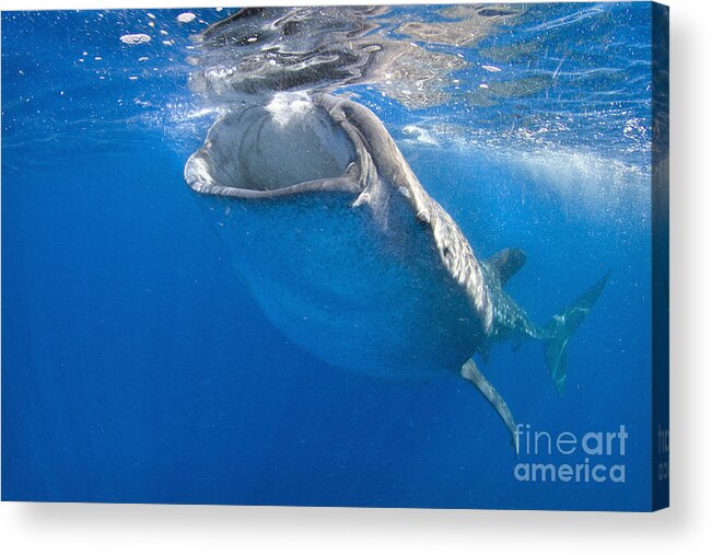 Whale Shark Acrylic Print featuring the photograph Plankton Stew by Aaron Whittemore