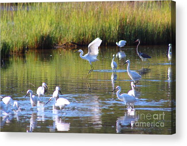Egret Acrylic Print featuring the photograph Playful Egret by Andre Turner