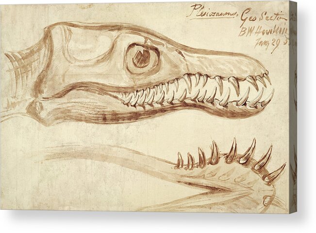 Plesiosaurus Acrylic Print featuring the photograph Plesiosaurus Marine Reptile by Natural History Museum, London/science Photo Library