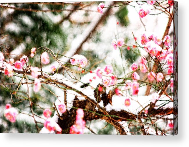 Plum Blossoms Acrylic Print featuring the photograph Plum Blossoms Covered in Snow by Beverly Claire Kaiya