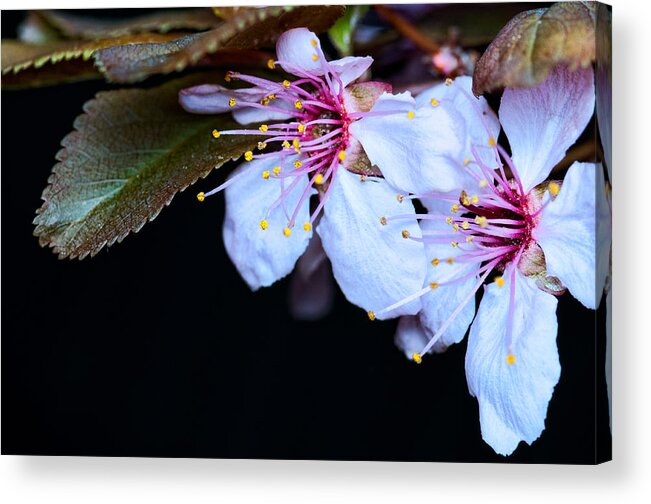 Plum Blossoms Acrylic Print featuring the photograph Plum tree blossom IV by Robert Culver