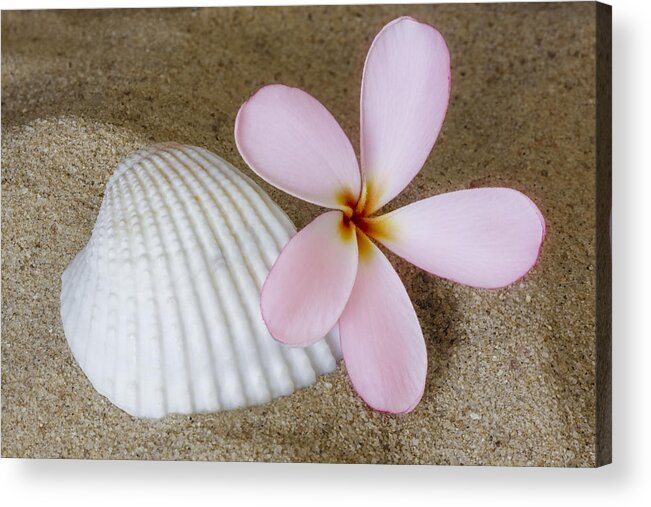 Plumeria Acrylic Print featuring the photograph Plumeria Flower And Sea Shell by Susan Candelario