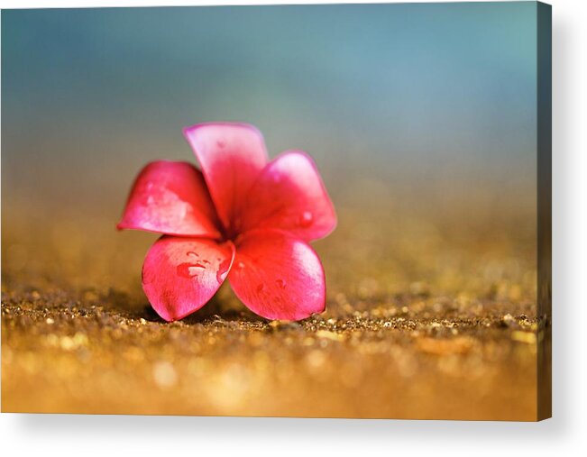 Floral Acrylic Print featuring the photograph Plumeria Sky and Sand by Jade Moon 