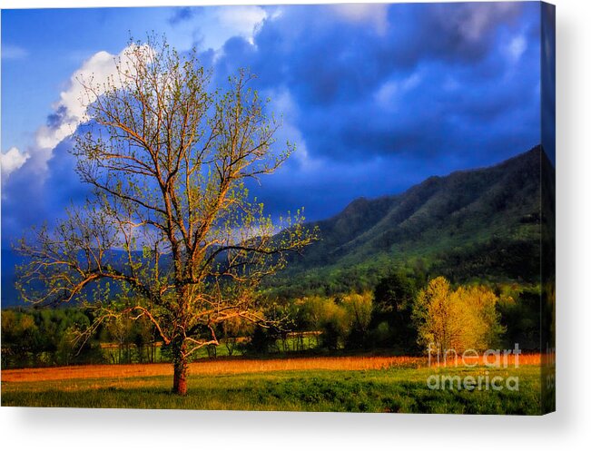 Art Prints Acrylic Print featuring the photograph Pointing to Majestry by Dave Bosse