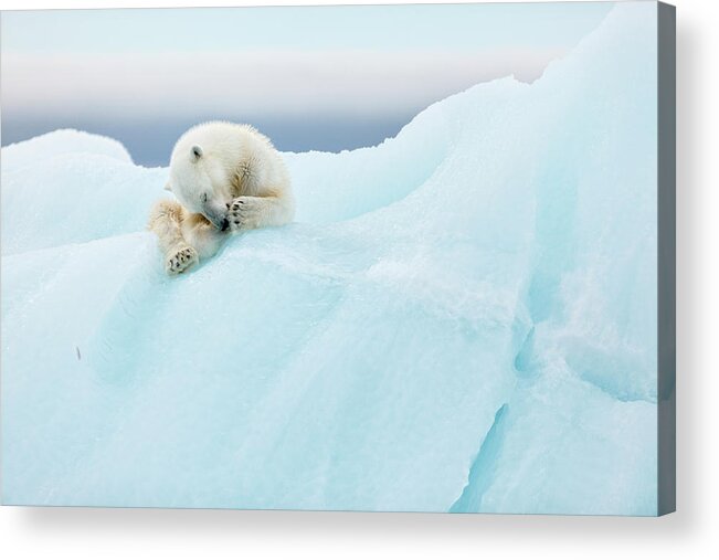 Nature Acrylic Print featuring the photograph Polar Bear Grooming by Joan Gil Raga