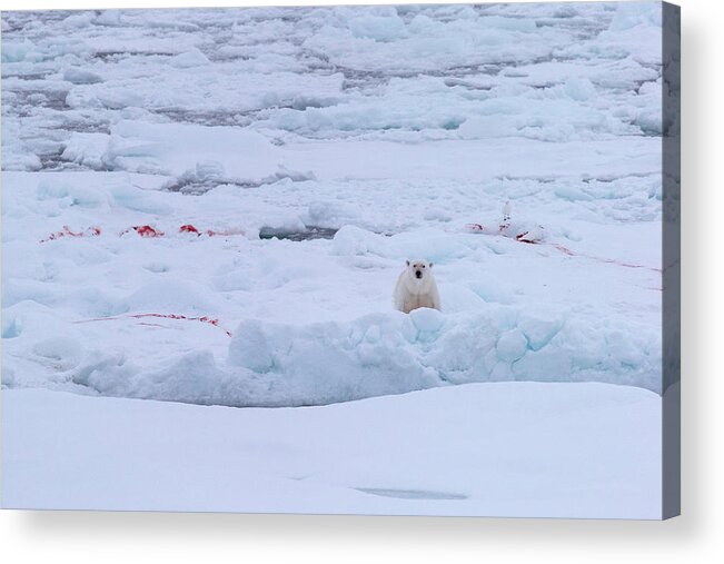 Animal Themes Acrylic Print featuring the photograph Polar Bear On The Ice by Arctic-images