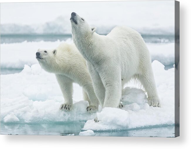 Mother Acrylic Print featuring the photograph Polar Bears, Mother And Son by Joan Gil Raga