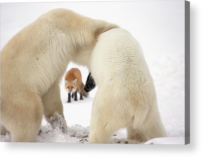 Snow Acrylic Print featuring the photograph Polar Bears Ursus Maritimus Wrestling by Robert Postma / Design Pics