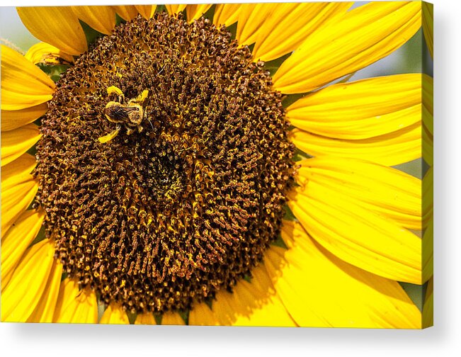 Bee Covered In Pollen Acrylic Print featuring the photograph The Sunflower and the Bee by Victor Culpepper