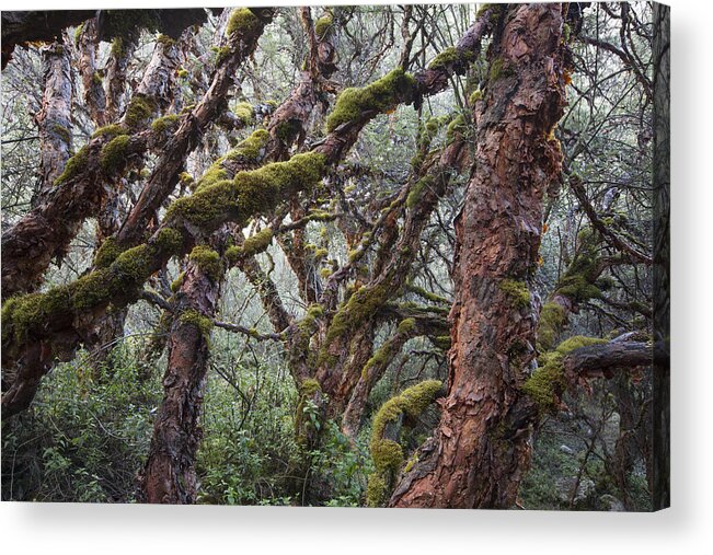 Cyril Ruoso Acrylic Print featuring the photograph Polylepis Forest Cordillera Blanca Peru by Cyril Ruoso